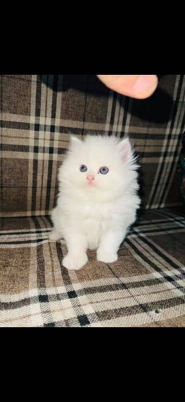 Persian cat | Persian kittens | 03297417636 2