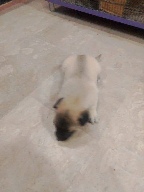 belgian puppy for sale 3