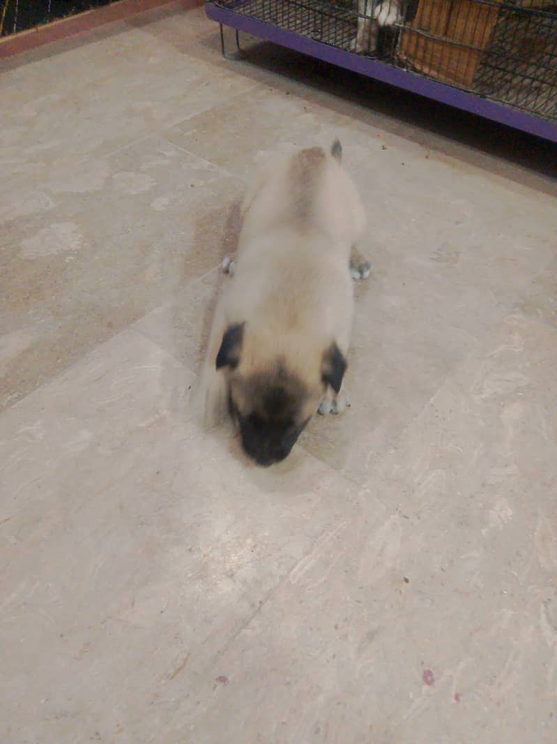 belgian puppy for sale 4