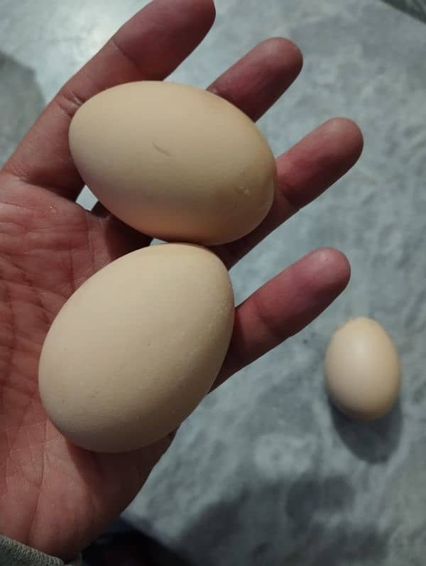 Golden Misri/Desi starter hen (egg laying) 1