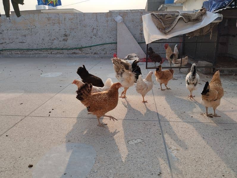 Golden Misri/Desi starter hen (egg laying) 3