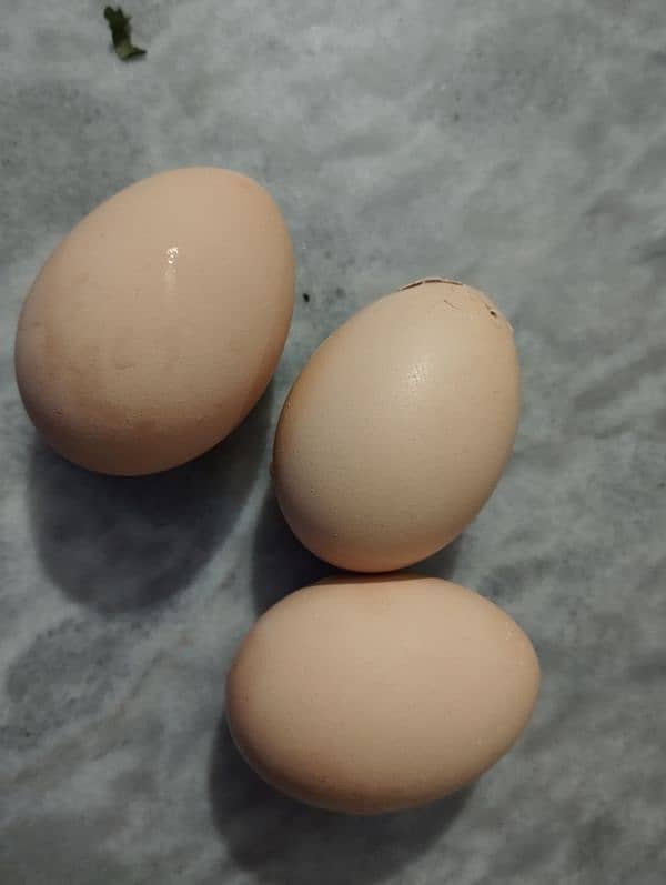 Golden Misri/Desi starter hen (egg laying) 8