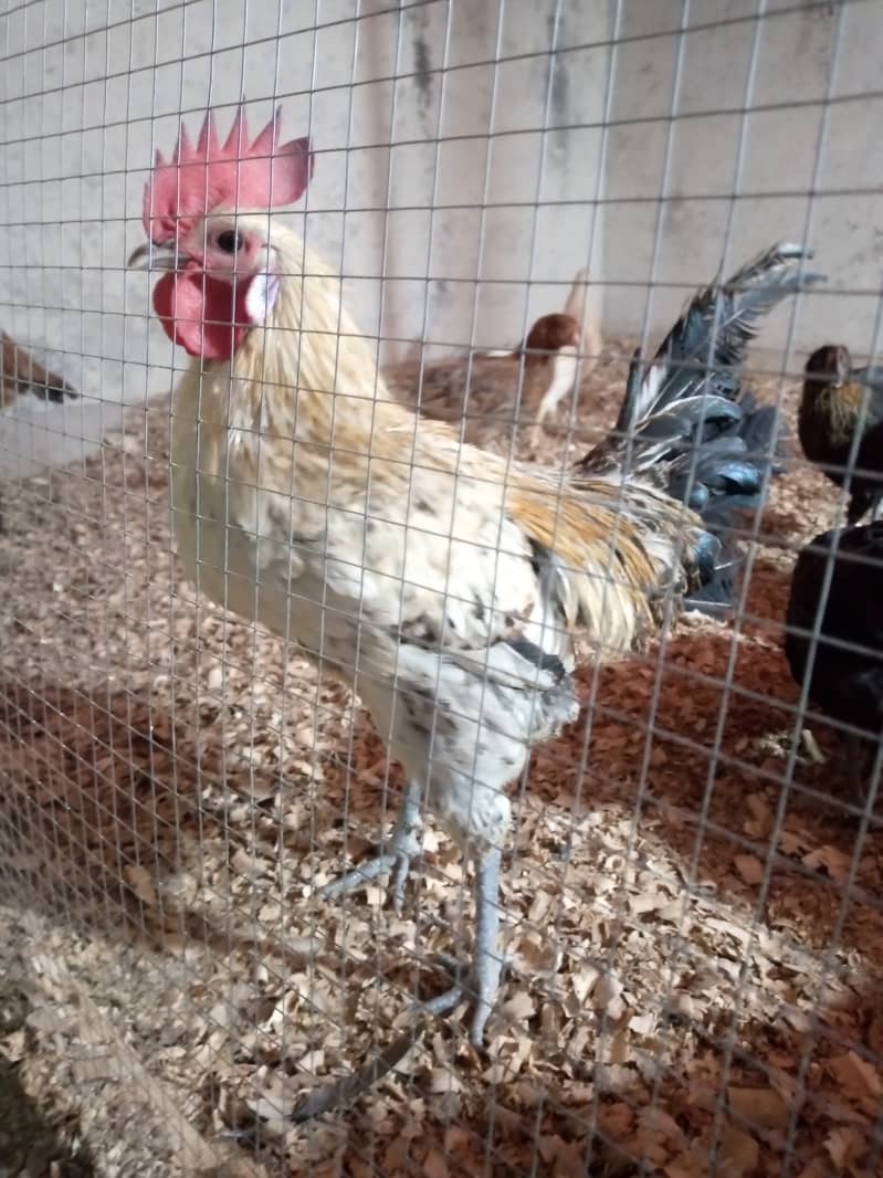 Hen for sale 0