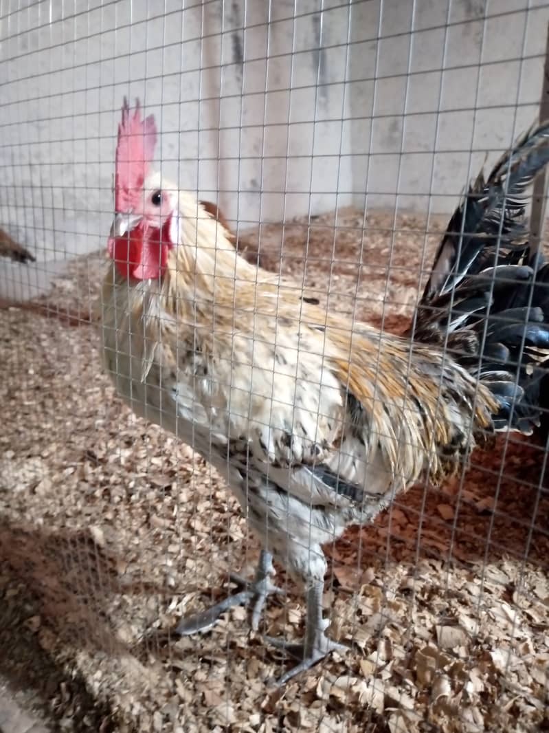 Hen for sale 1