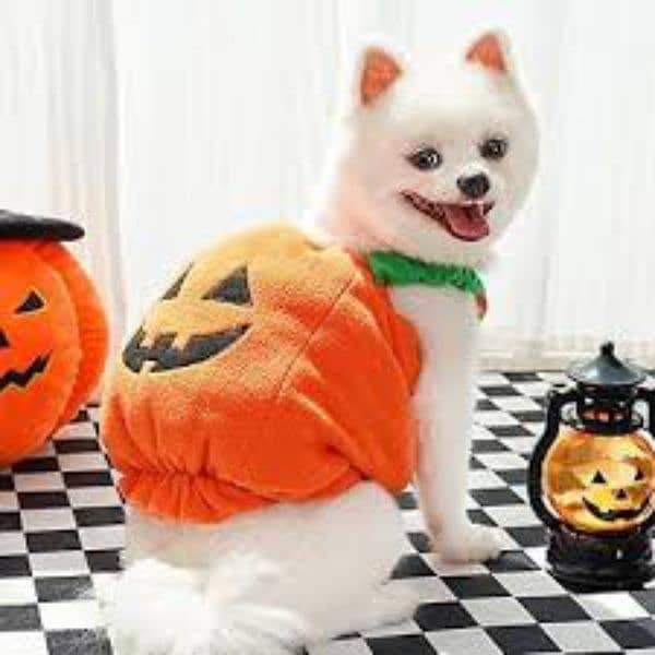 cat and small breed dog pumpkin costumes 5