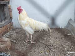 aseel paper white breeder pair of hen murgi murga