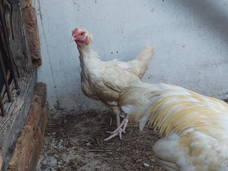 aseel paper white breeder pair of hen murgi murga 1