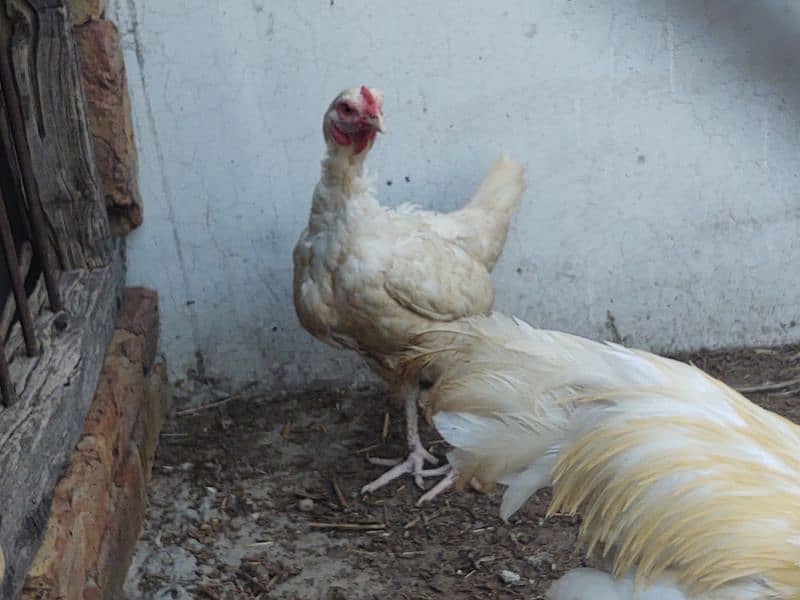 aseel paper white breeder pair of hen murgi murga 2