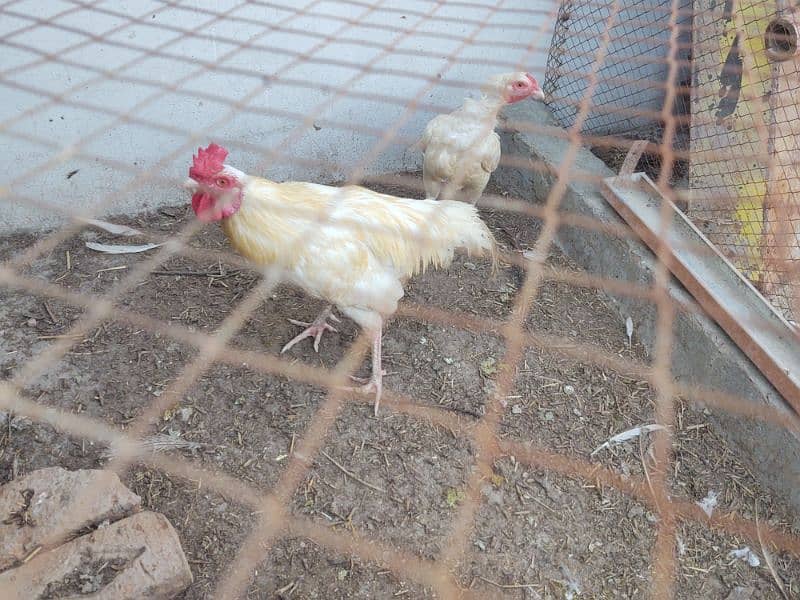 aseel paper white breeder pair of hen murgi murga 3