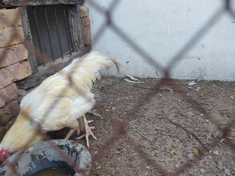 aseel paper white breeder pair of hen murgi murga 4