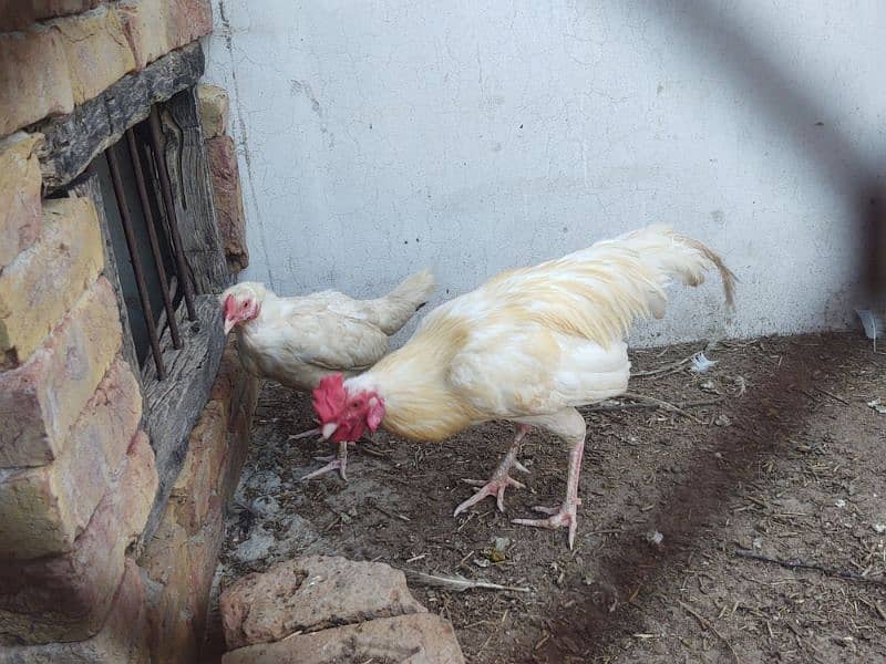 aseel paper white breeder pair of hen murgi murga 5