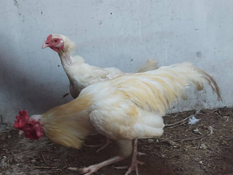 aseel paper white breeder pair of hen murgi murga 6