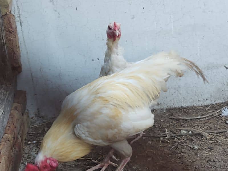 aseel paper white breeder pair of hen murgi murga 7