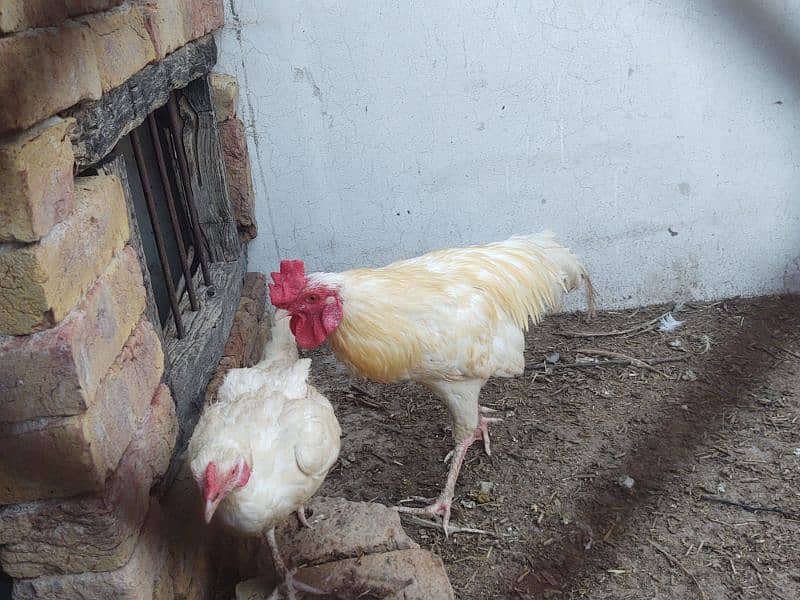 aseel paper white breeder pair of hen murgi murga 8