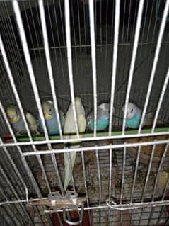 Budgies