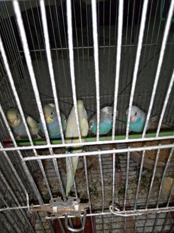 Budgies Chicks 0