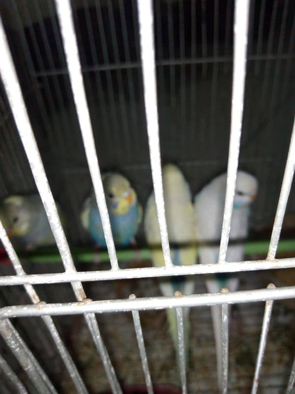 Budgies Chicks 2