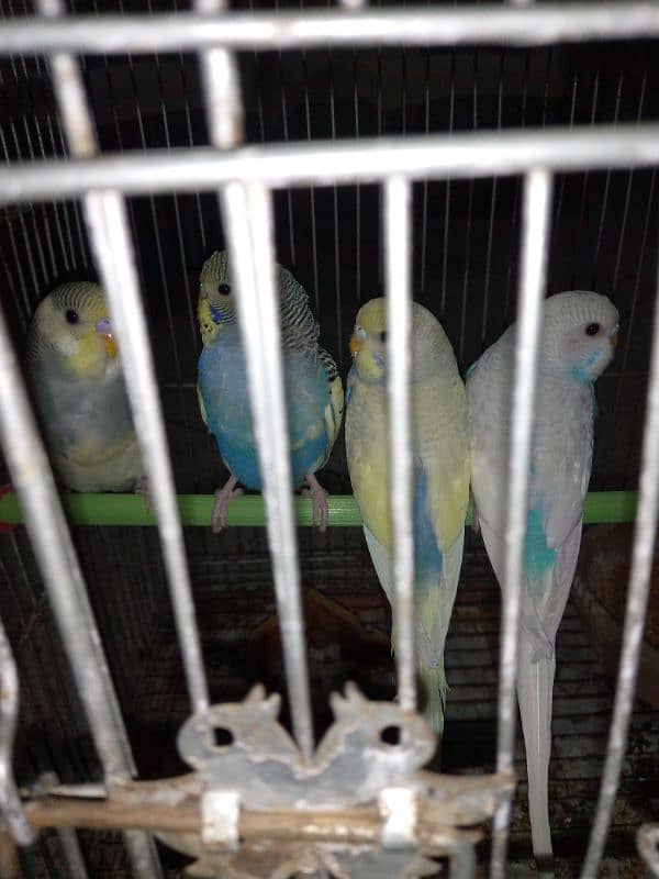 Budgies Chicks 3