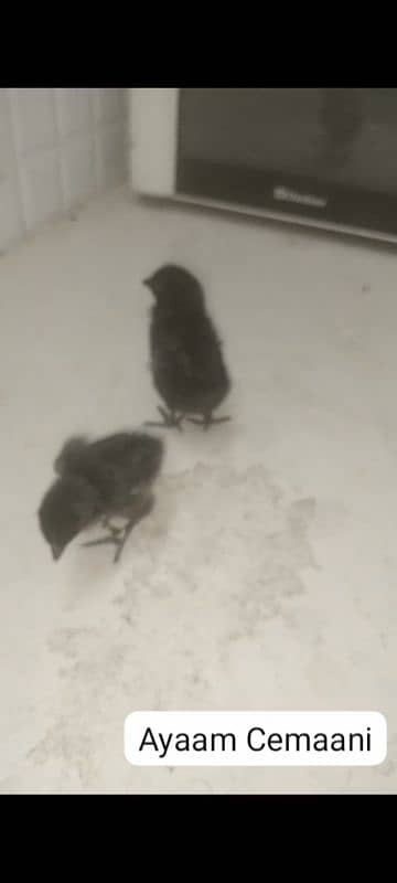 Chick Bramah, ayaam Cemani, buff, Sussex 1