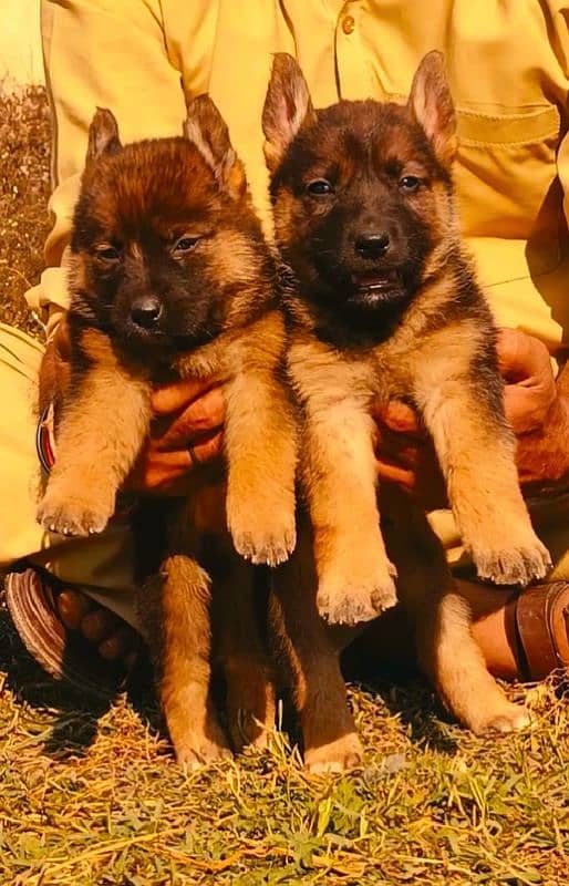 German shepherd double core Jodi 2 months for sale 0