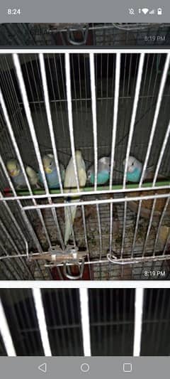 Budgies