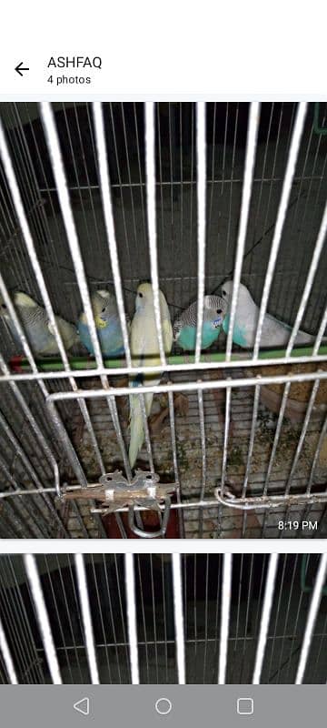 Budgies chicks 1