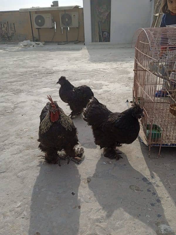 Eggs Bantam Bantom Bantum 0