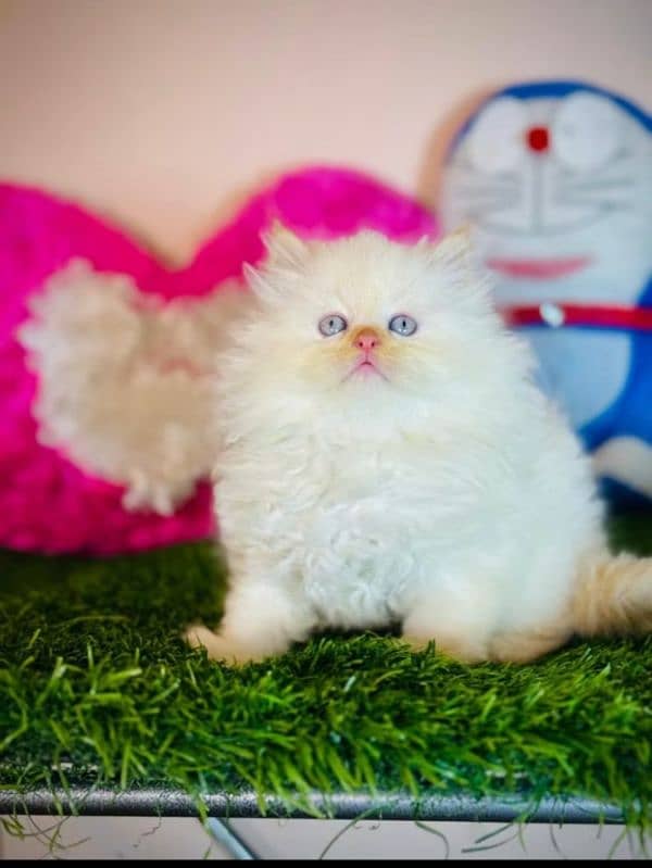 Persian kittens 03367222746 0