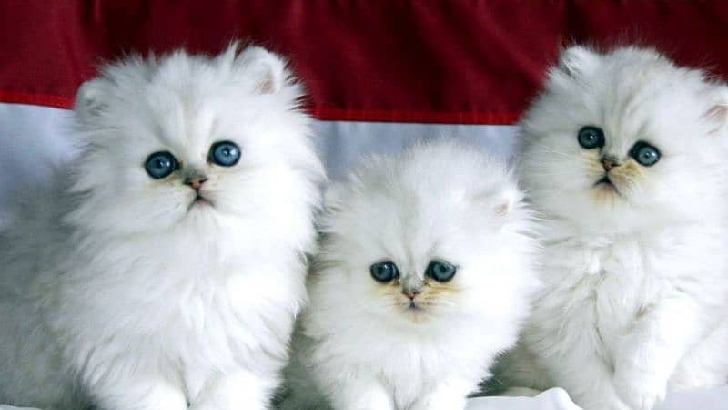 Persian kittens 03367222746 0