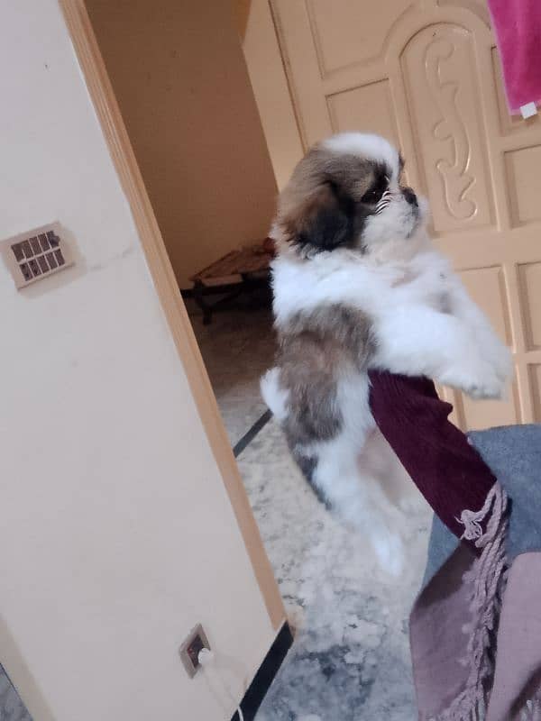 shihtzu puppies 1