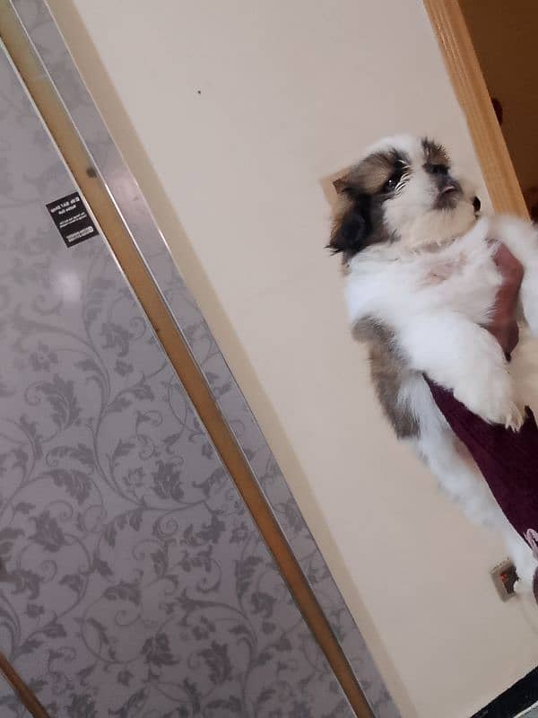 shihtzu puppies 3