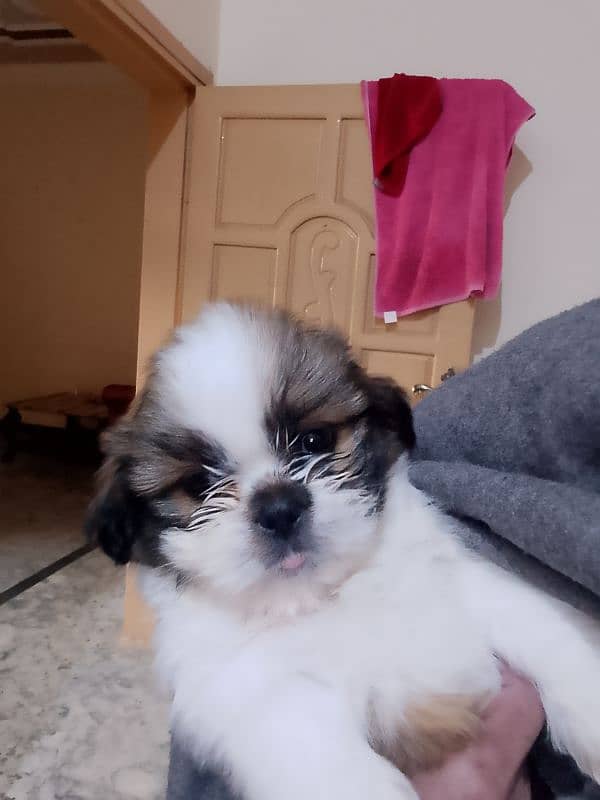 shihtzu puppies 4