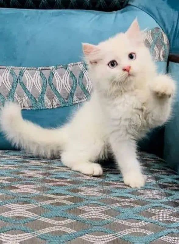 Persian Cat for sale my WhatsApp number03260536967 1