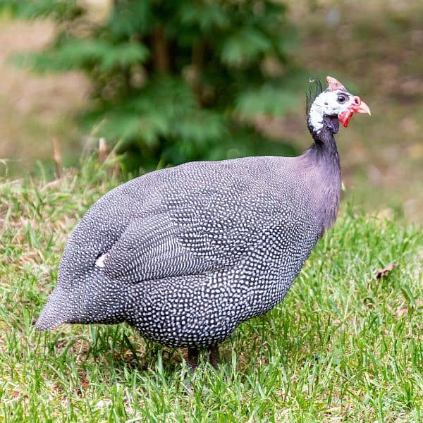 Guinea fowls ,china murghi,teetri 1