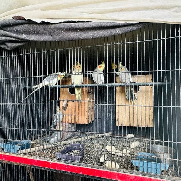 Coctail pairs, love bird pairs, breeder 0