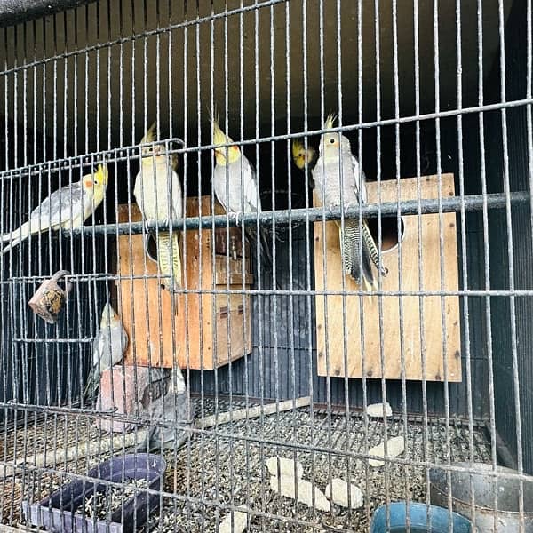 Coctail pairs, love bird pairs, breeder 2