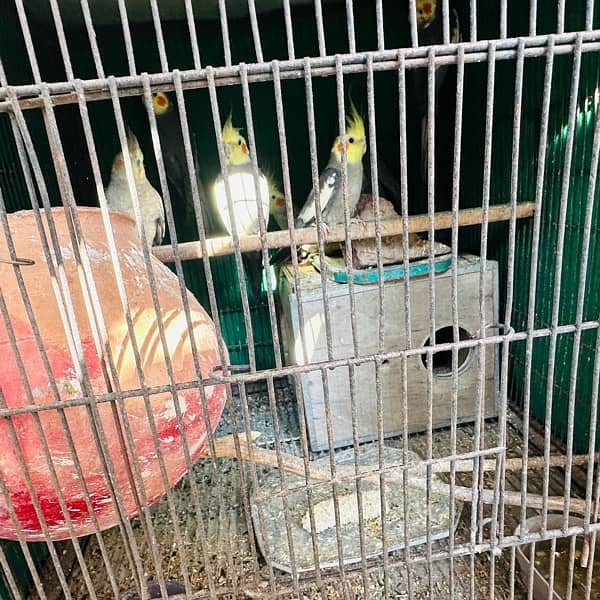 Coctail pairs, love bird pairs, breeder 3