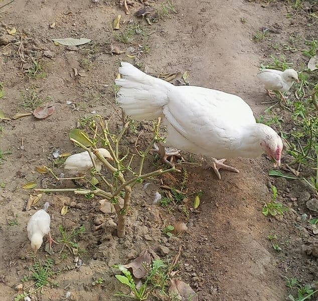 White Hera ka checks For sale hen. 1