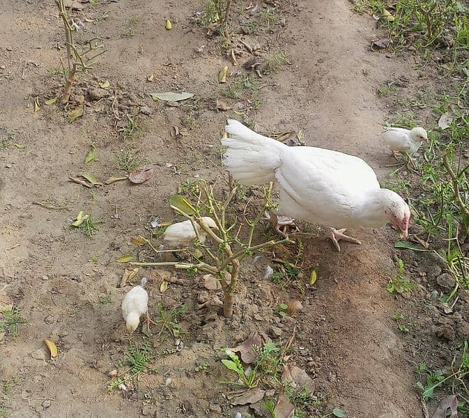 White Hera ka checks For sale hen. 2