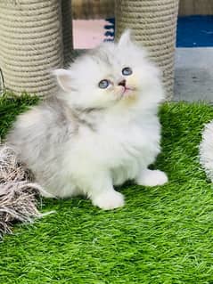 Persian Kittens Male / Female Both Available