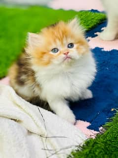 Persian Kittens Male / Female Both Available