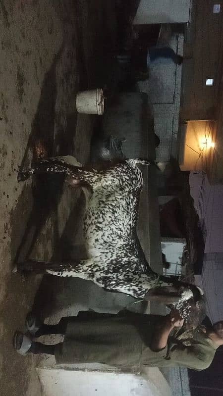 Desi Bakria aur bakry for sale (Male and Female goats)(At farm)(Ugoki) 6