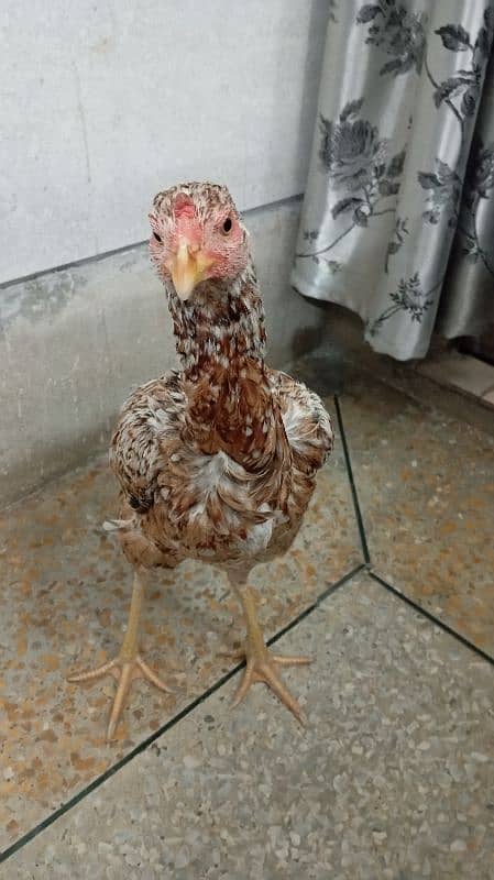 Pure Aseel Shamo female hen 0