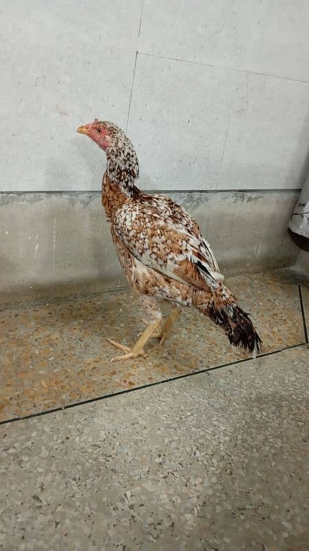 Pure Aseel Shamo female hen 2