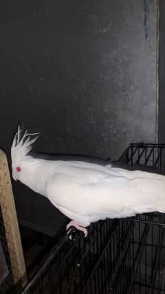 cocktail parrot breeder female