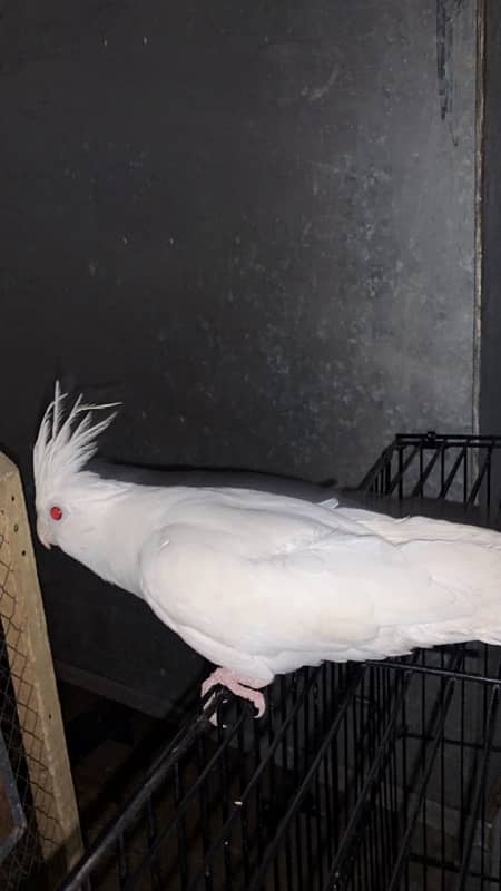 cocktail parrot breeder female 0