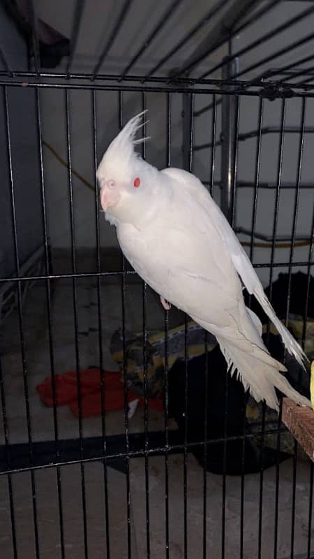 cocktail parrot breeder female 1