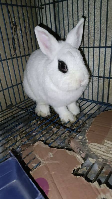 Hotot Dwarf breeder female 0