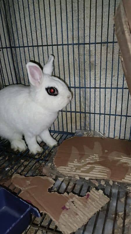 Hotot Dwarf breeder female 1