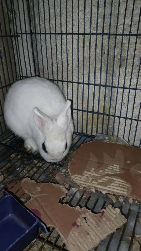 Hotot Dwarf breeder female 2